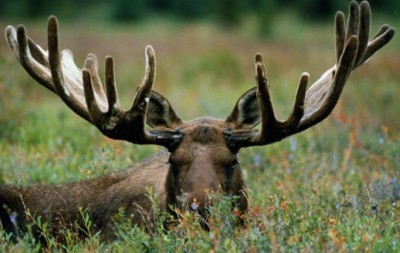 roga4.jpg (31.08 КБ) 1569 просмотров roga4.jpg