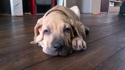 DSC_0081[1].JPG