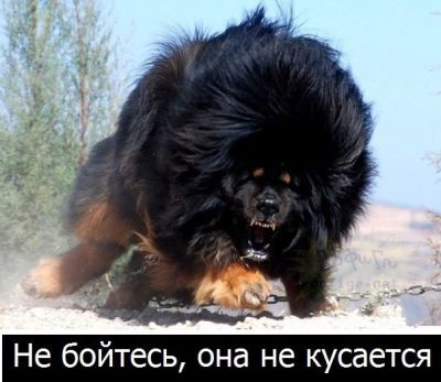 не кусается.jpg