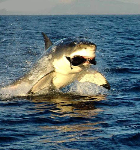 Shark 2.jpg
