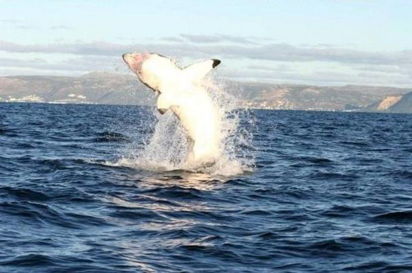 Shark 13.jpg