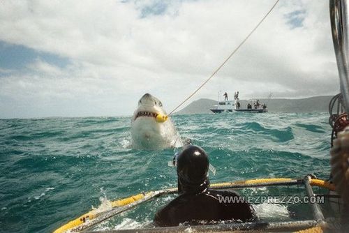 Shark 3.jpg