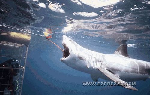 Shark 4.jpg