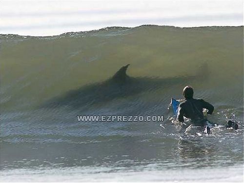 Shark 7.jpg