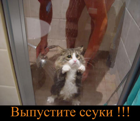 koshak.jpg