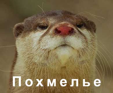 ПОХМЕЛЬЕ.JPG