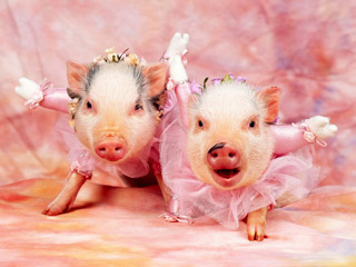 2007-pig-year.jpg