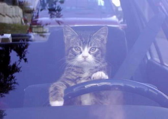 outamywaycat.jpg