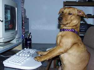 dog.jpg