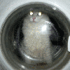 22447.gif