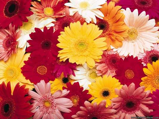 Flowers_02.JPG