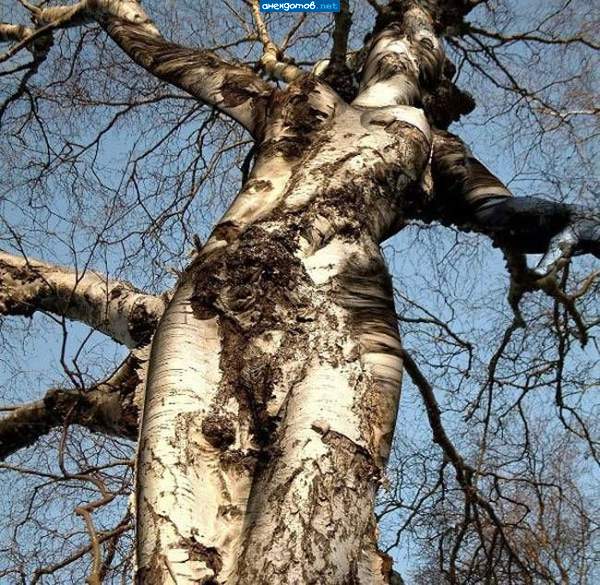 Красивое дерево...