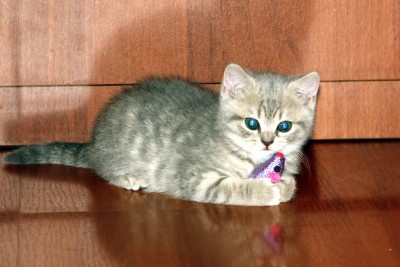 котя3.jpg