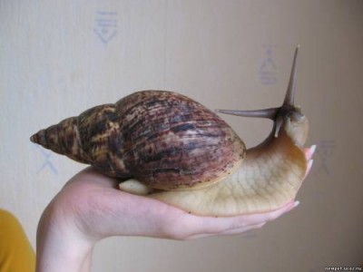 улитка.jpg