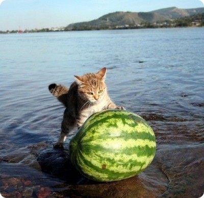 watermeloncat.jpg (67.35 КБ) 1779 просмотров watermeloncat.jpg