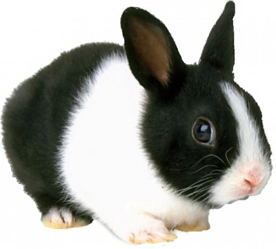 1rabbitdutchC.jpg (124.98 КБ) 1610 просмотров 1rabbitdutchC.jpg