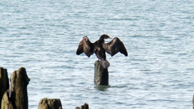 IMO001226.jpg (189.94 КБ) 2719 просмотров IMO001226.jpg